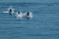 112 - LES DAUPHINS DE PORT CROS - CHATELAIS JEAN-LOUIS - france